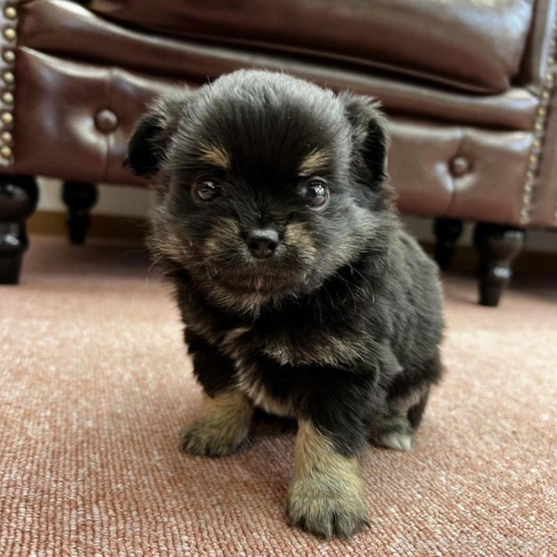 販売中の香川県のチワワ(ロングコート)-452489の16枚目