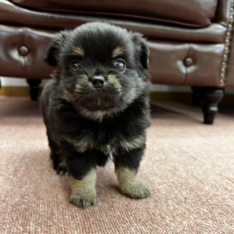 販売中の香川県のチワワ(ロングコート)-452489の15枚目