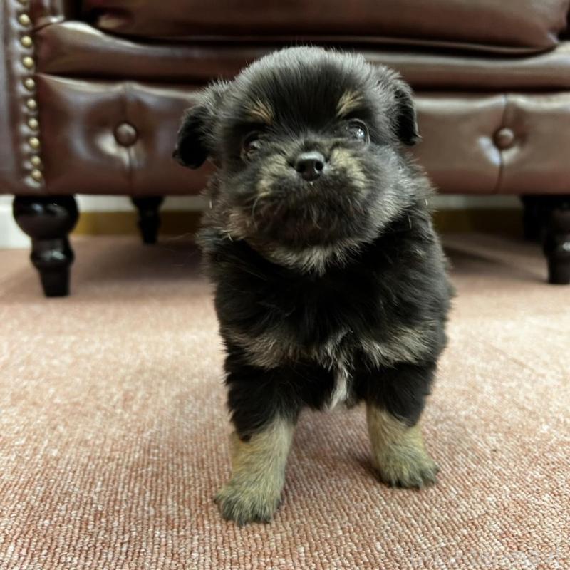 販売中の香川県のチワワ(ロングコート)-452489の14枚目