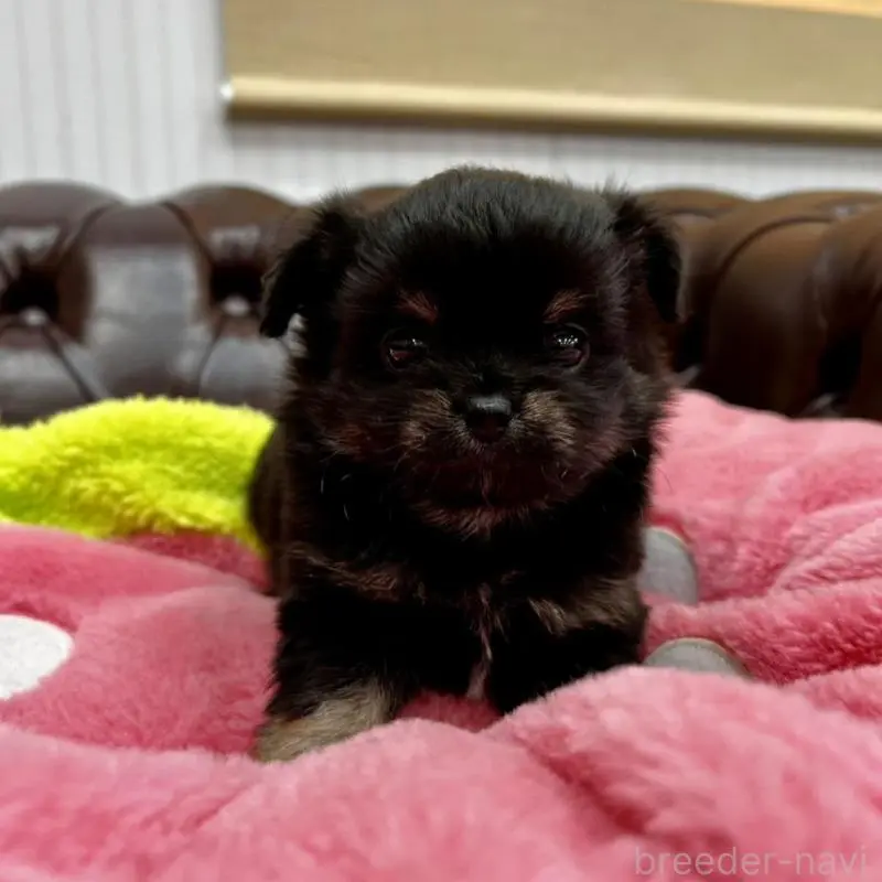 販売中の香川県のチワワ(ロングコート)-452489の12枚目