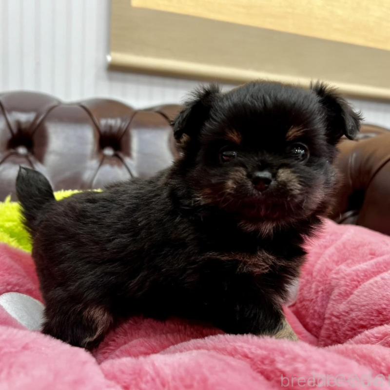 販売中の香川県のチワワ(ロングコート)-452489の11枚目