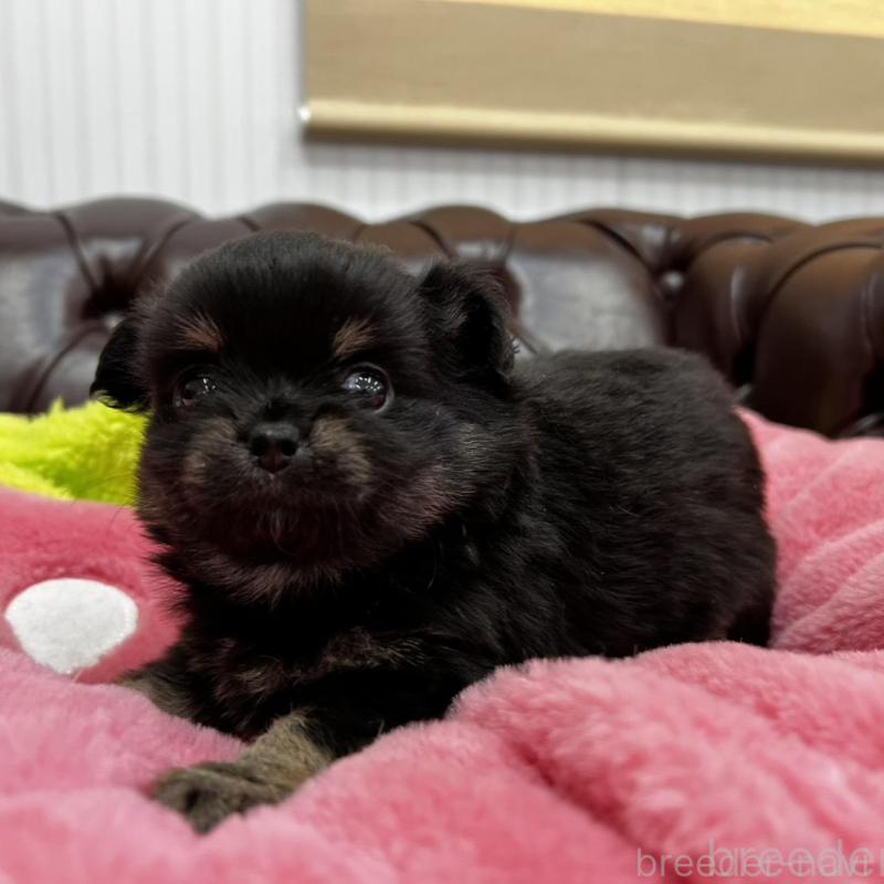 販売中の香川県のチワワ(ロングコート)-452489の8枚目