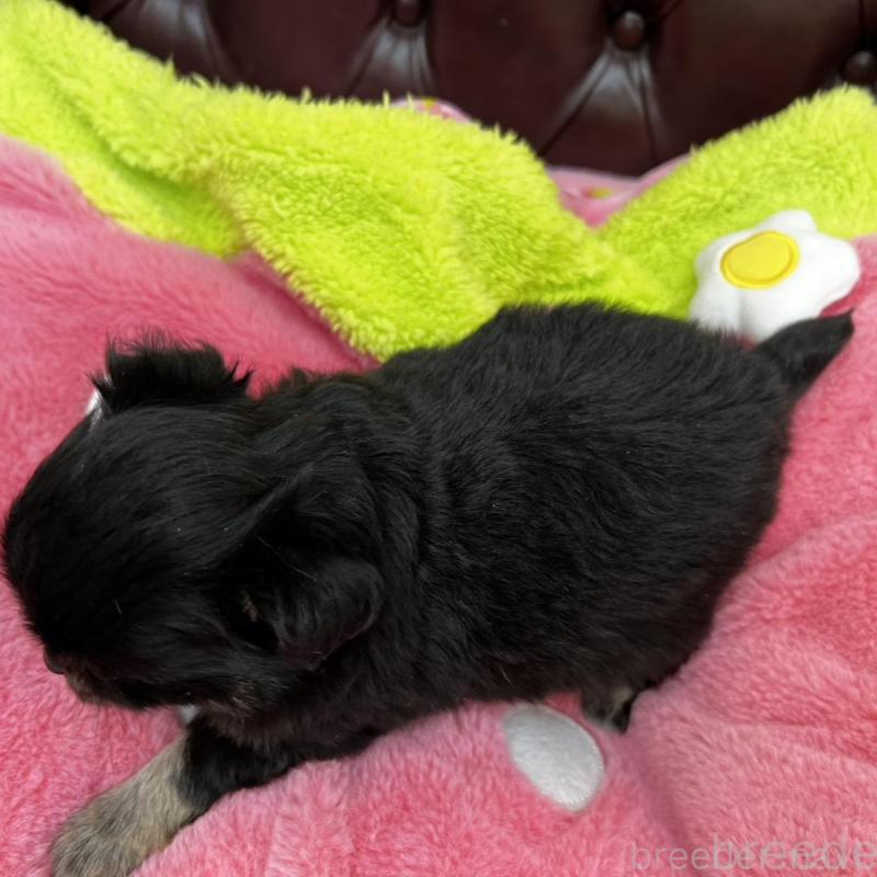 販売中の香川県のチワワ(ロングコート)-452489の7枚目