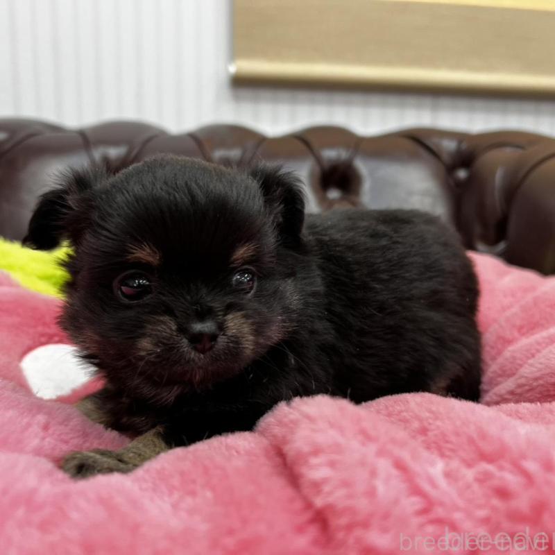 販売中の香川県のチワワ(ロングコート)-452489の6枚目