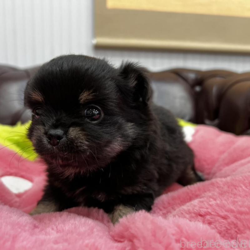 販売中の香川県のチワワ(ロングコート)-452489の5枚目