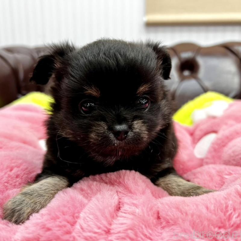 販売中の香川県のチワワ(ロングコート)-452489の4枚目