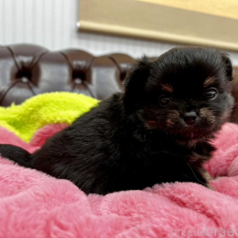 販売中の香川県のチワワ(ロングコート)-452489の3枚目