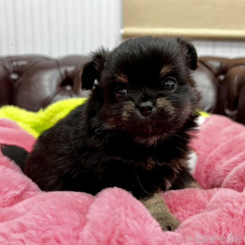 販売中の香川県のチワワ(ロングコート)-452489の2枚目