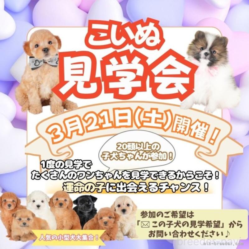 販売中の栃木県のタイニープードル-446703の3枚目