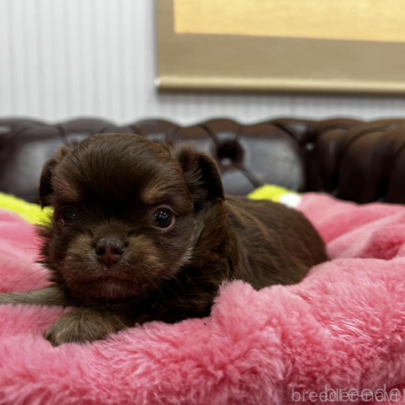 販売中の香川県のチワワ(ロングコート)-452490の11枚目