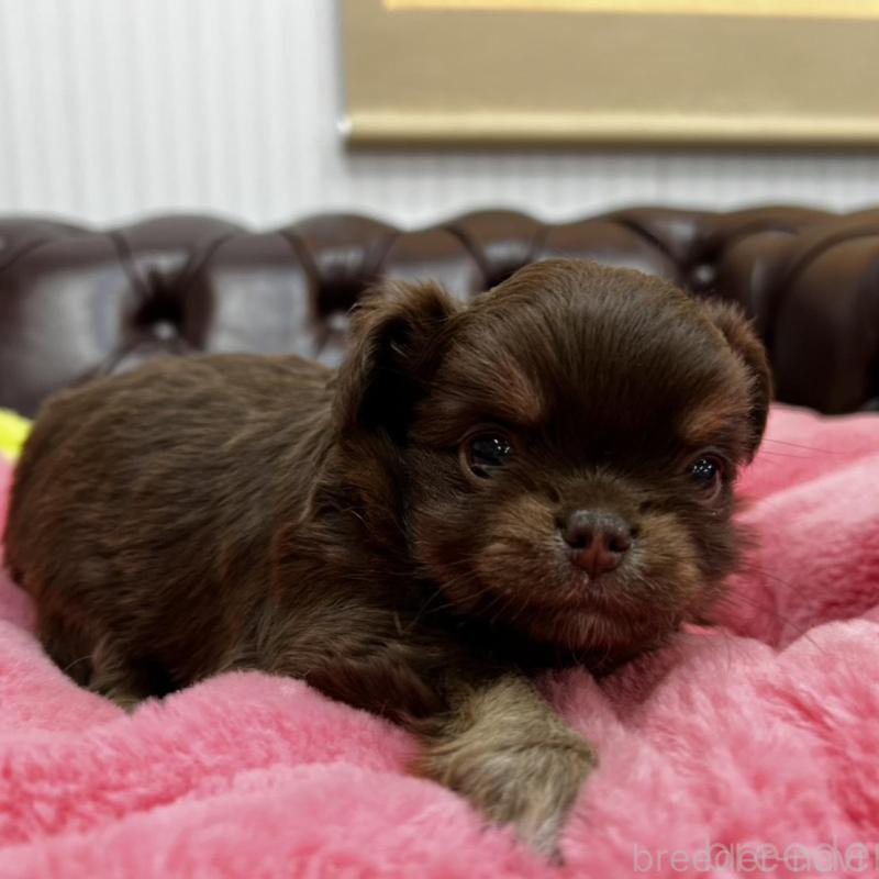 販売中の香川県のチワワ(ロングコート)-452490の10枚目