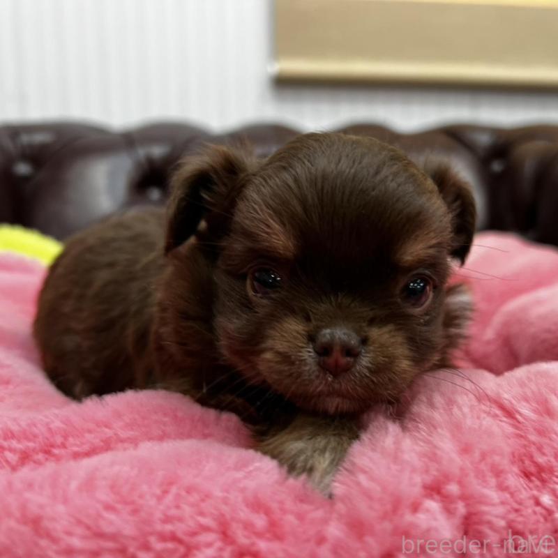 販売中の香川県のチワワ(ロングコート)-452490の9枚目