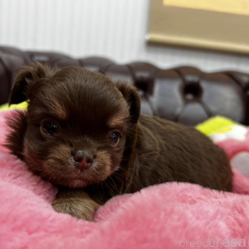 販売中の香川県のチワワ(ロングコート)-452490の7枚目