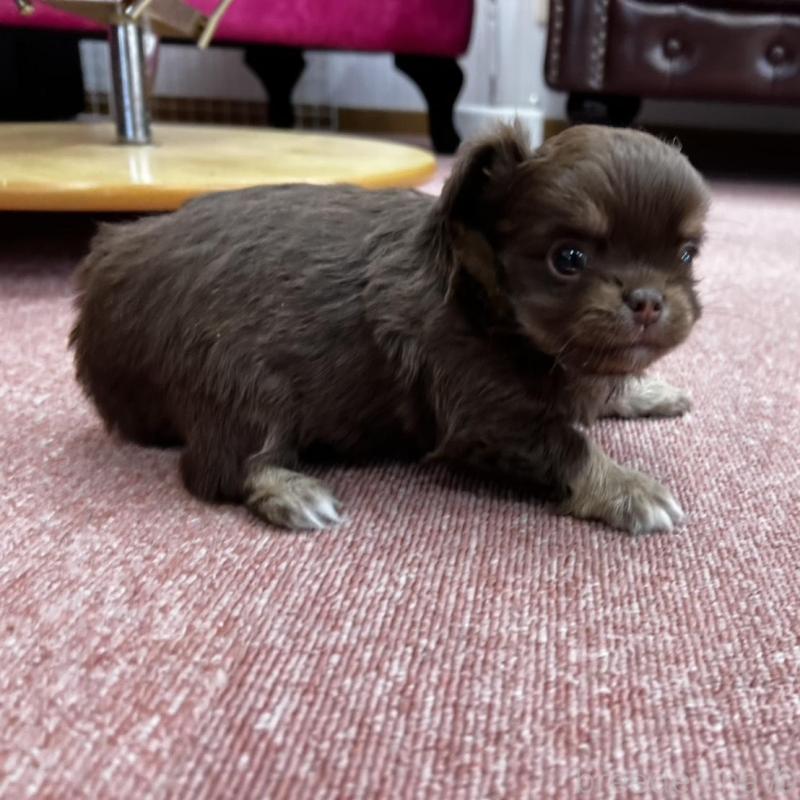 販売中の香川県のチワワ(ロングコート)-452490の5枚目