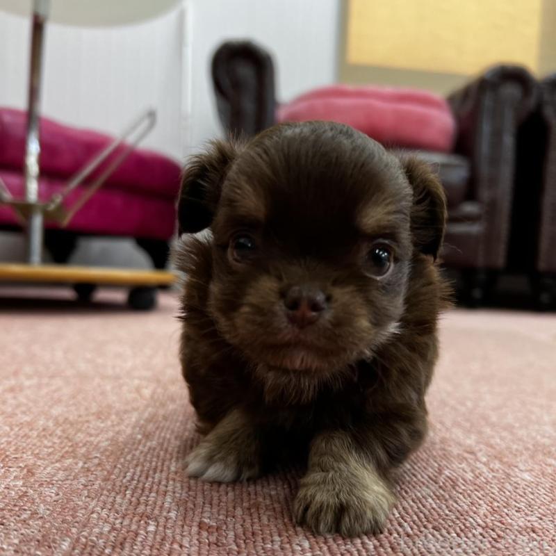 販売中の香川県のチワワ(ロングコート)-452490の4枚目