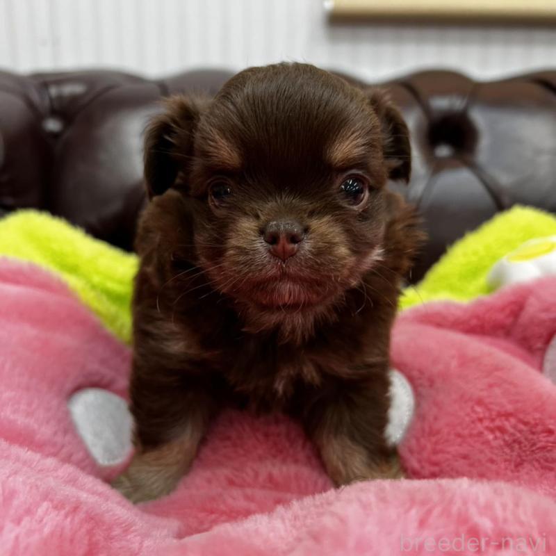 販売中の香川県のチワワ(ロングコート)-452490の3枚目