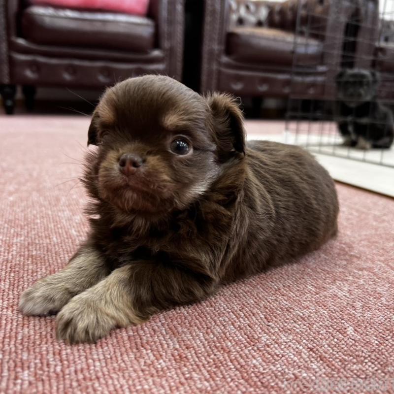 販売中の香川県のチワワ(ロングコート)-452490の2枚目