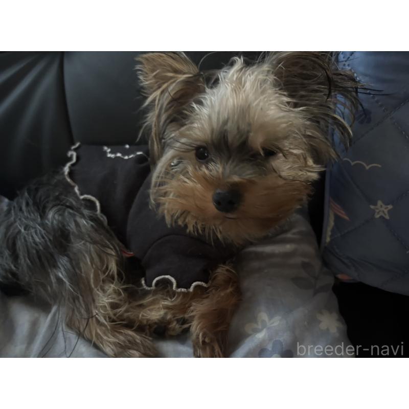 販売中の滋賀県のヨークシャーテリア-452494の4枚目