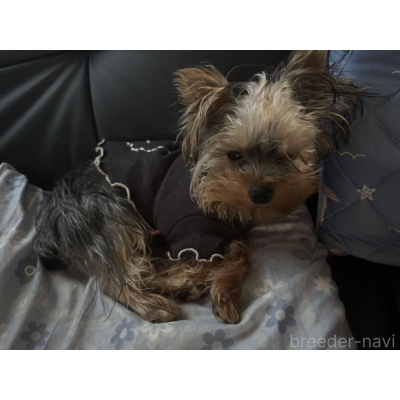販売中の滋賀県のヨークシャーテリア-452494の3枚目