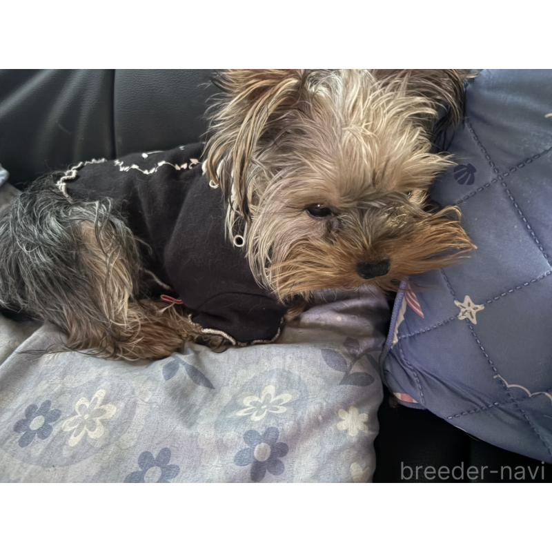 販売中の滋賀県のヨークシャーテリア-452494の2枚目