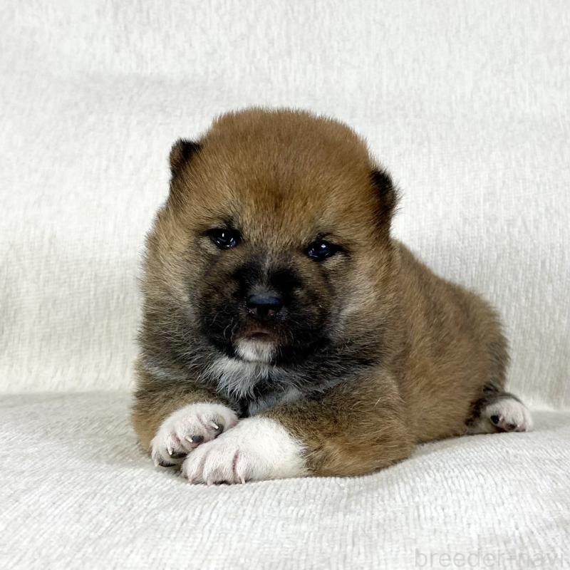 販売中の茨城県の柴犬-452491の15枚目