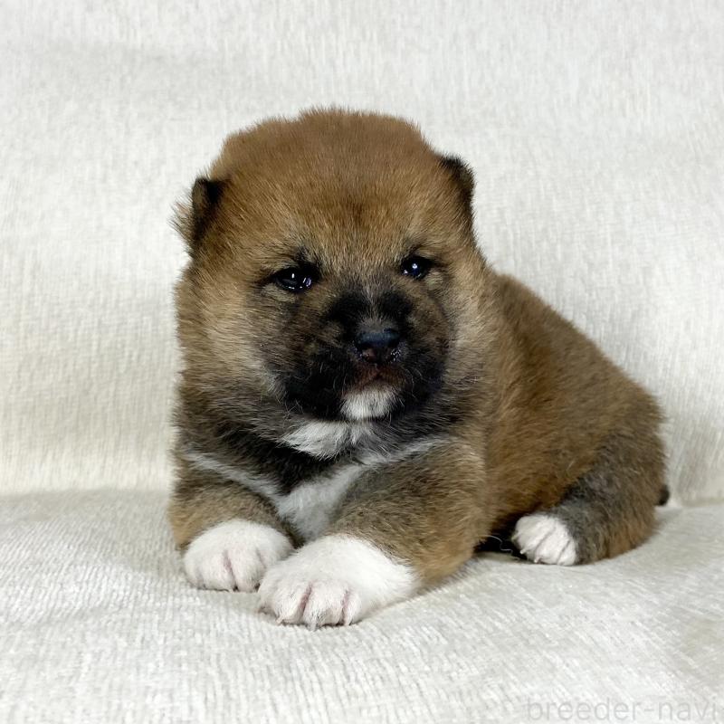 販売中の茨城県の柴犬-452491の14枚目