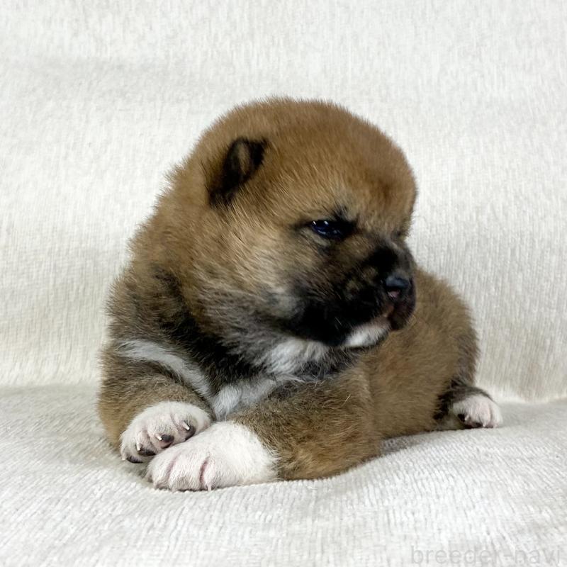 販売中の茨城県の柴犬-452491の11枚目