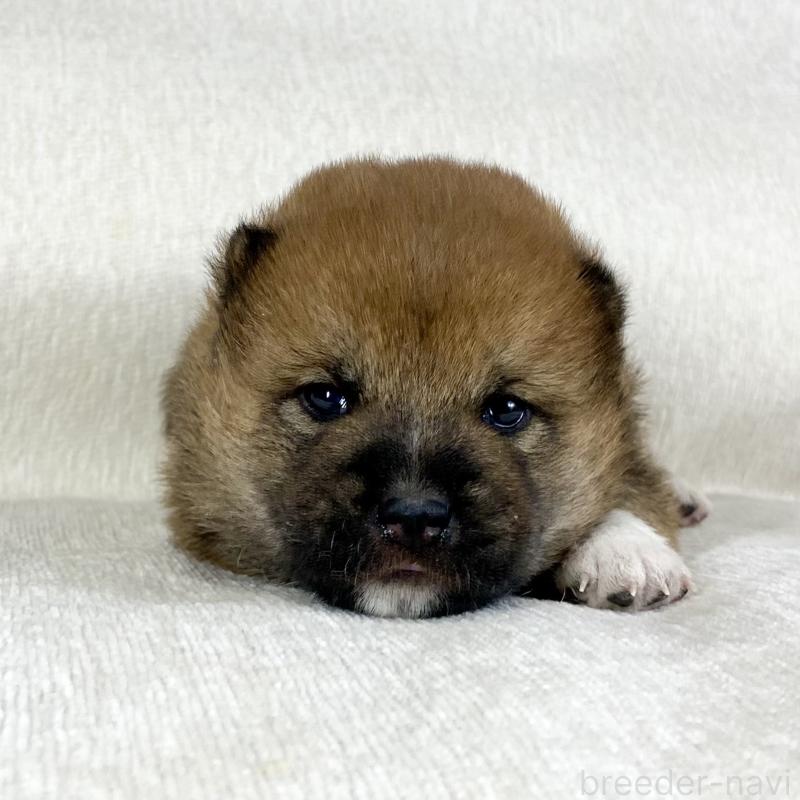 販売中の茨城県の柴犬-452491の10枚目