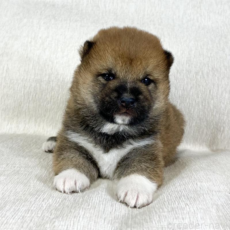 販売中の茨城県の柴犬-452491の9枚目