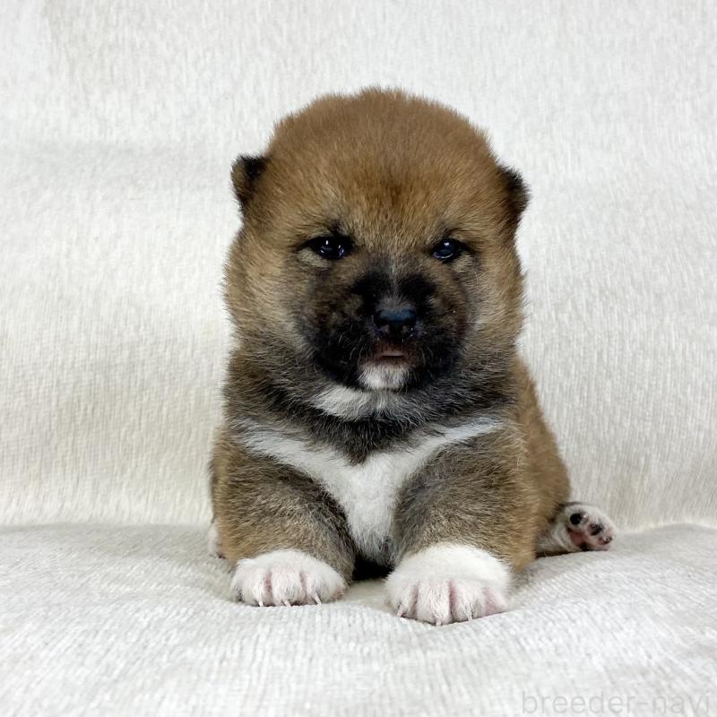 販売中の茨城県の柴犬-452491の6枚目