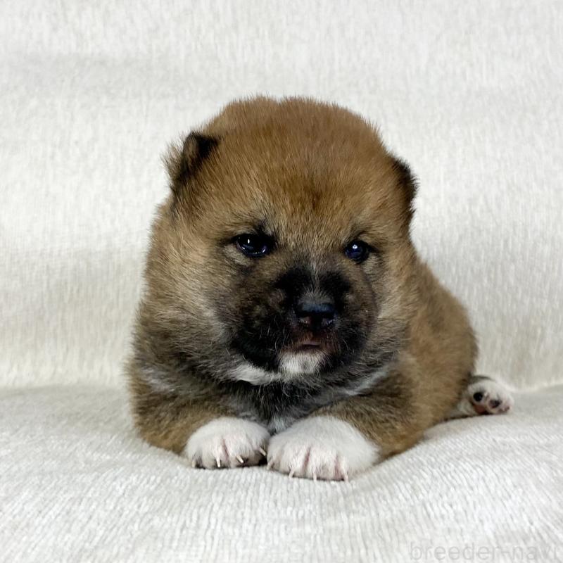 販売中の茨城県の柴犬-452491の5枚目