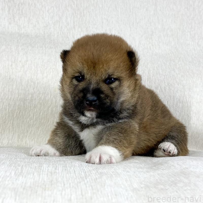 販売中の茨城県の柴犬-452491の4枚目