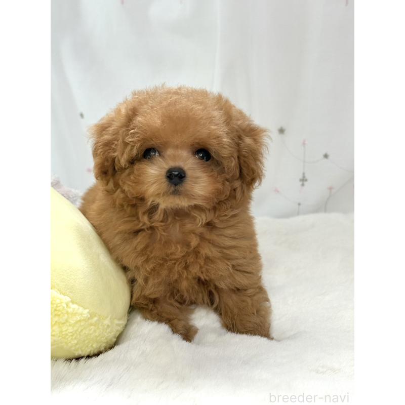 販売中の大阪府のティーカッププードル-452492の4枚目