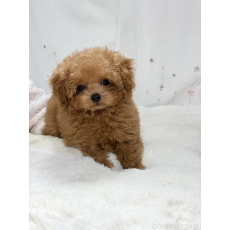 販売中の大阪府のティーカッププードル-452492の3枚目