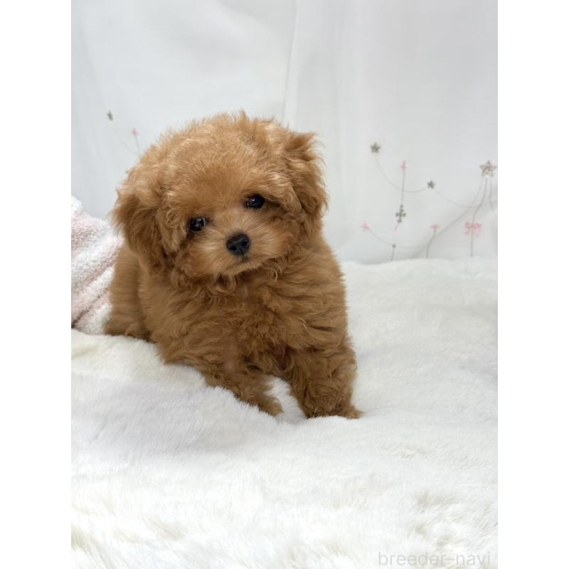 販売中の大阪府のティーカッププードル-452492の2枚目