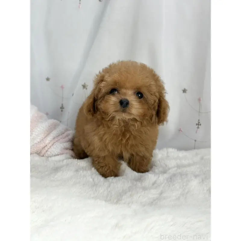 ♂︎ティーカッププードル