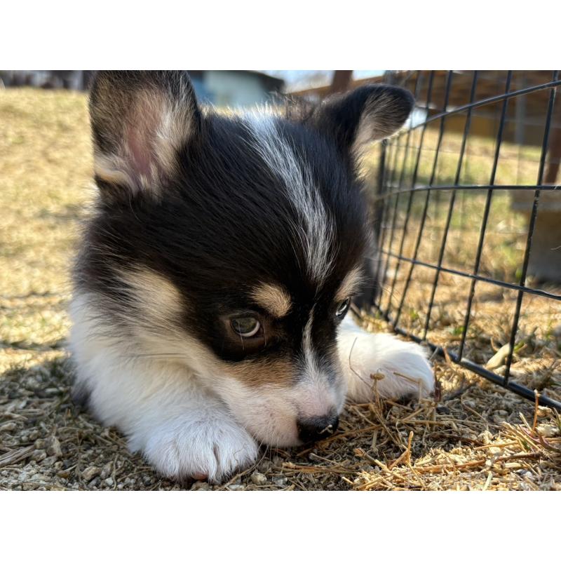 販売中の静岡県のウェルシュコーギーペンブローク-452497の9枚目