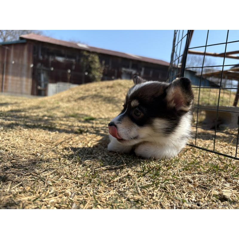 販売中の静岡県のウェルシュコーギーペンブローク-452497の7枚目