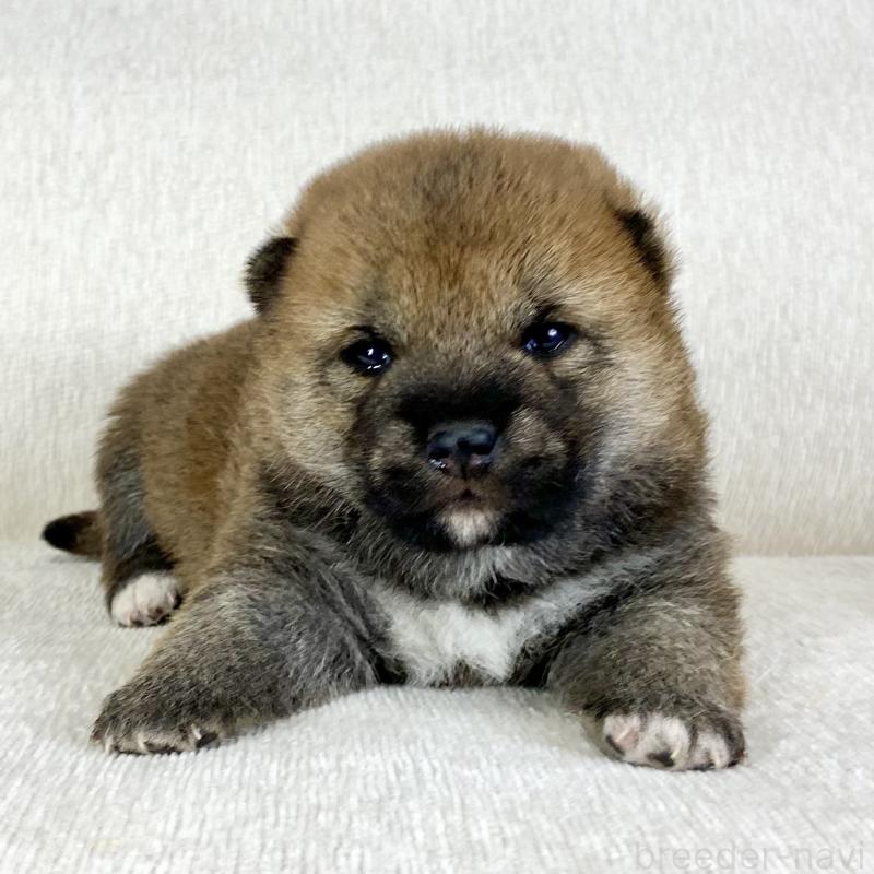 販売中の茨城県の柴犬-452493の14枚目