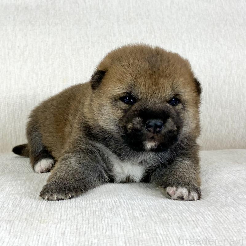 販売中の茨城県の柴犬-452493の12枚目