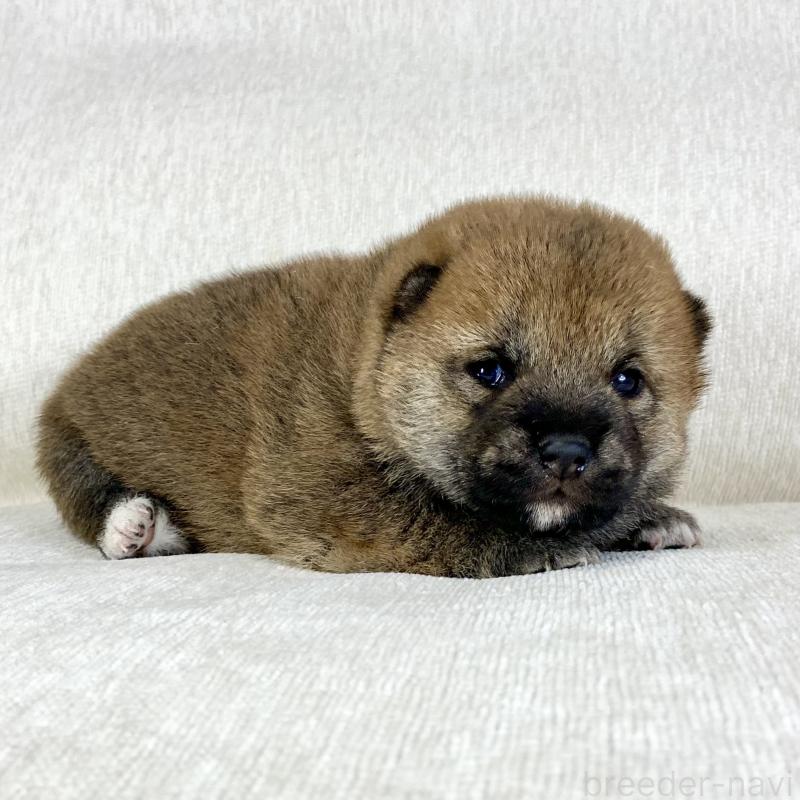 販売中の茨城県の柴犬-452493の10枚目