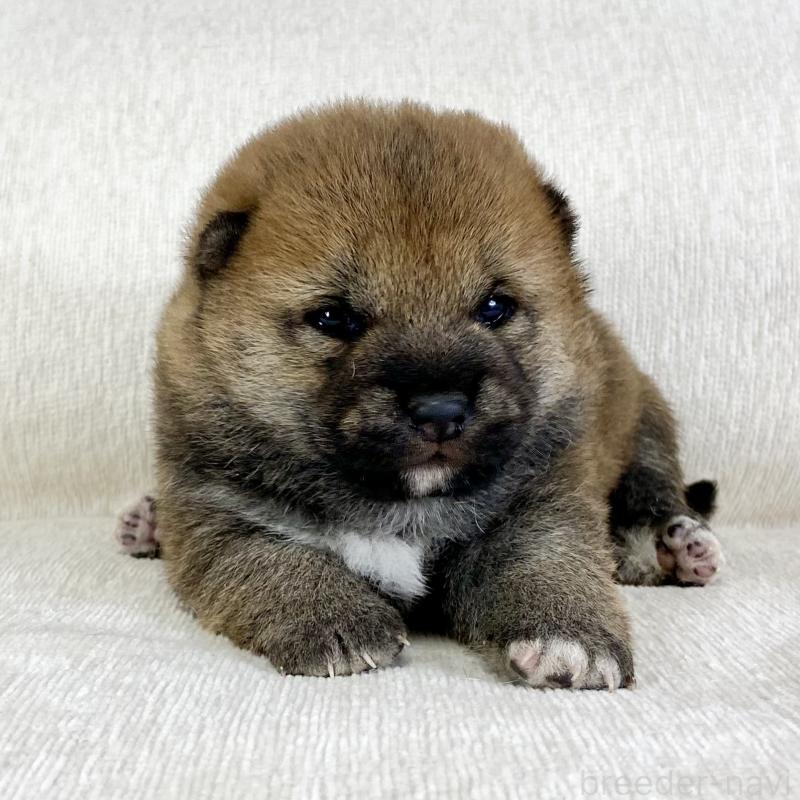 販売中の茨城県の柴犬-452493の9枚目