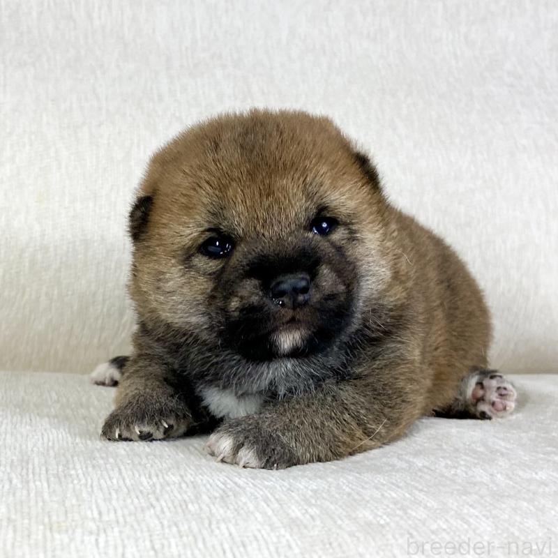 販売中の茨城県の柴犬-452493の8枚目