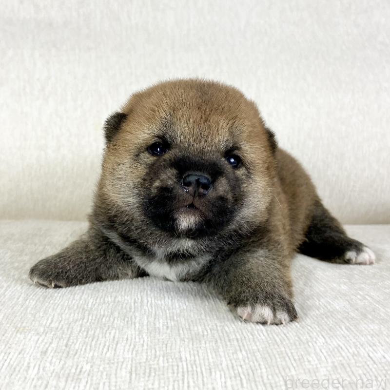 販売中の茨城県の柴犬-452493の6枚目