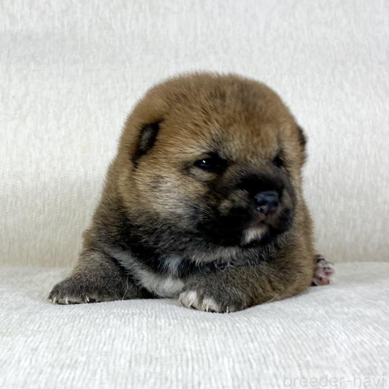 販売中の茨城県の柴犬-452493の5枚目