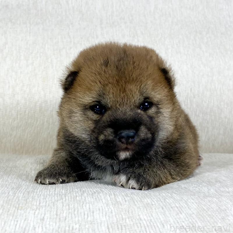 販売中の茨城県の柴犬-452493の4枚目