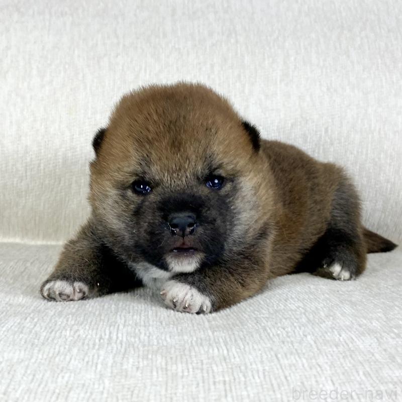 販売中の茨城県の柴犬-452495の15枚目