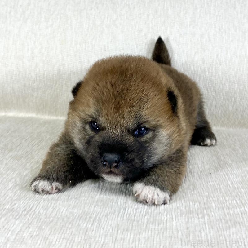 販売中の茨城県の柴犬-452495の14枚目