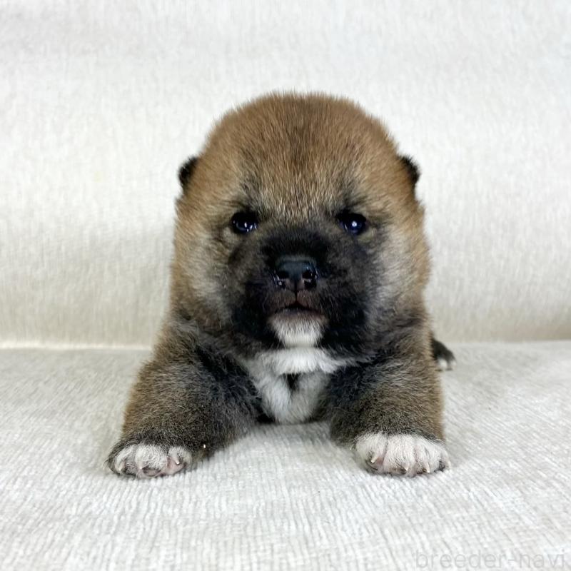 販売中の茨城県の柴犬-452495の12枚目