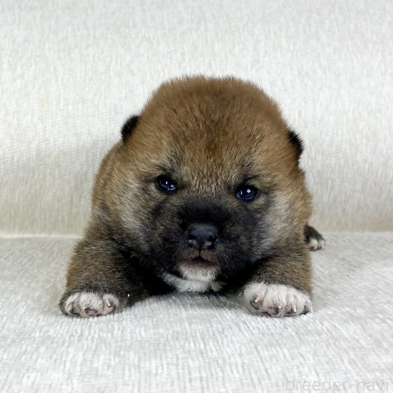 販売中の茨城県の柴犬-452495の11枚目